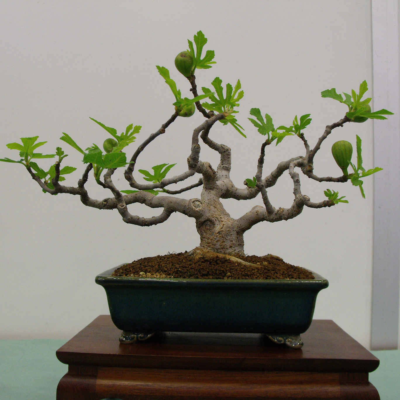coltivare bonsai - Schede Bonsai - coltivazione dei bonsai
